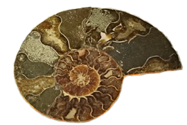 Lehmschnecke